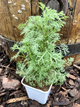 Bylica boże drzewko Cola