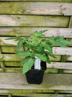 Pomidor stojący cherry „Verino Midi Red F1"