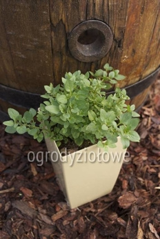 Oregano „Aromatico”