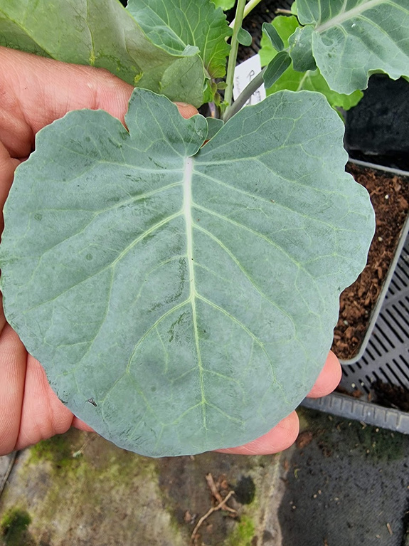 Jarmuż wieloletni „Taunton Deane”