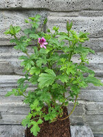 Pelargonia zapachowa truskawkowa „Lady Scarborough”