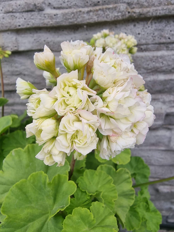 Pelargonia „Rosebud Midori Buke"