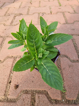 Mięta długolistna Dewódzki