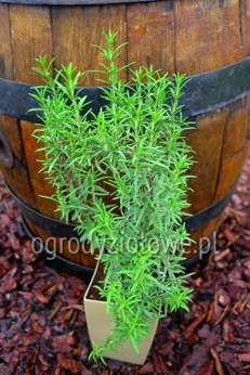 Rozmaryn srebrny