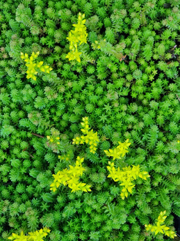 Rozchodnik sześciorzędowy