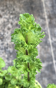 Mięta kędzierzawa „Regarica”