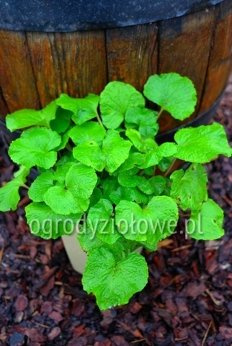 Chrzan japoński „Wasabi”