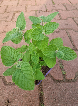 Mięta wonna sosnowa Dewódzki