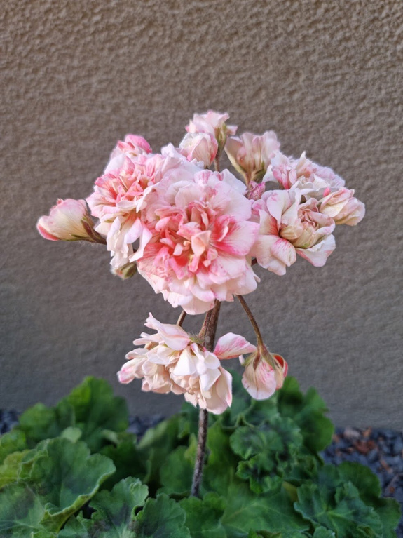Pelargonia „Rosebud Rushmoor AVON"