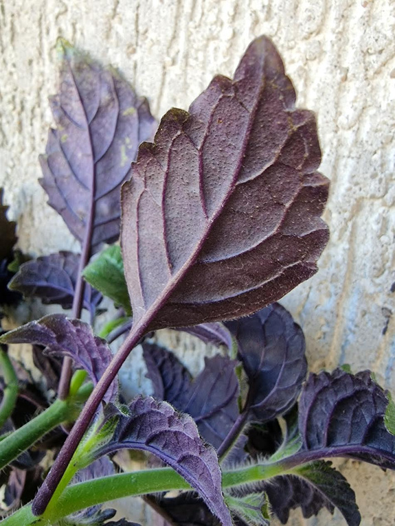 Plektrantus „Behr's Pride”