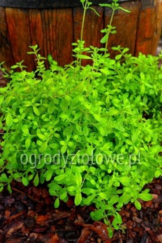 Drzewko miętowe jamajskie „Kama Sutra”