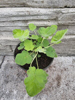Pelargonia zapachowa „Islington Peppermint”