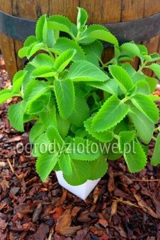 Plektrantus jamajski miętowy