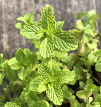Mięta leśna