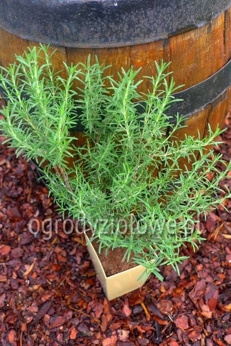 Rozmaryn „Arp” mrozoodporny