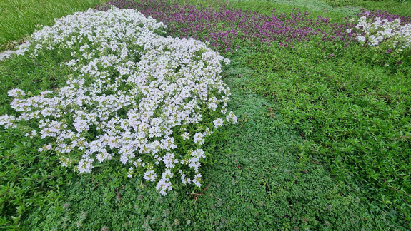 Macierzanka wczesna „Wirral White”