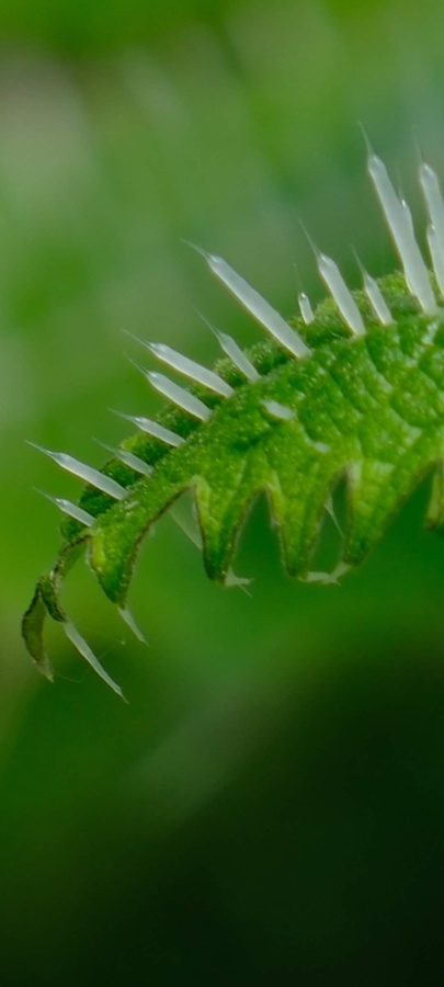 Pokrzywa nowozelandzka „Ongaonga”