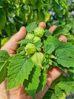 Rodzynek brazylijski zwisający „Little Lanterns"