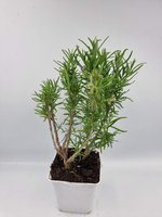 Rozmaryn „Barbecue"