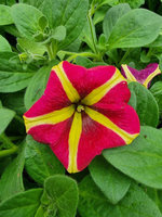 Petunia „Amore Queen of Hearts"