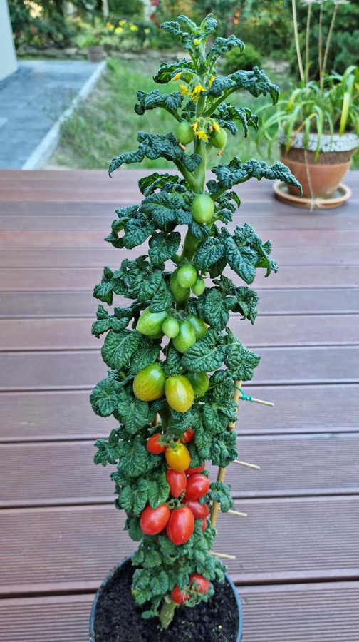 Pomidor kolumnowy koktajlowy „Curly Kaley”