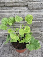 Pelargonia zapachowa „Atomic Snowflake”