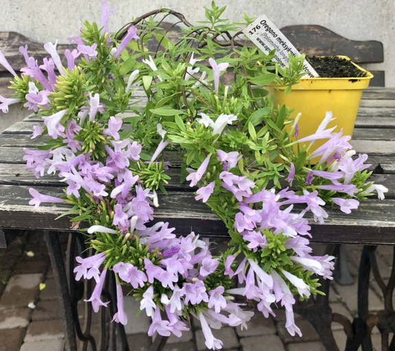 Oregano meksykańskie różowe