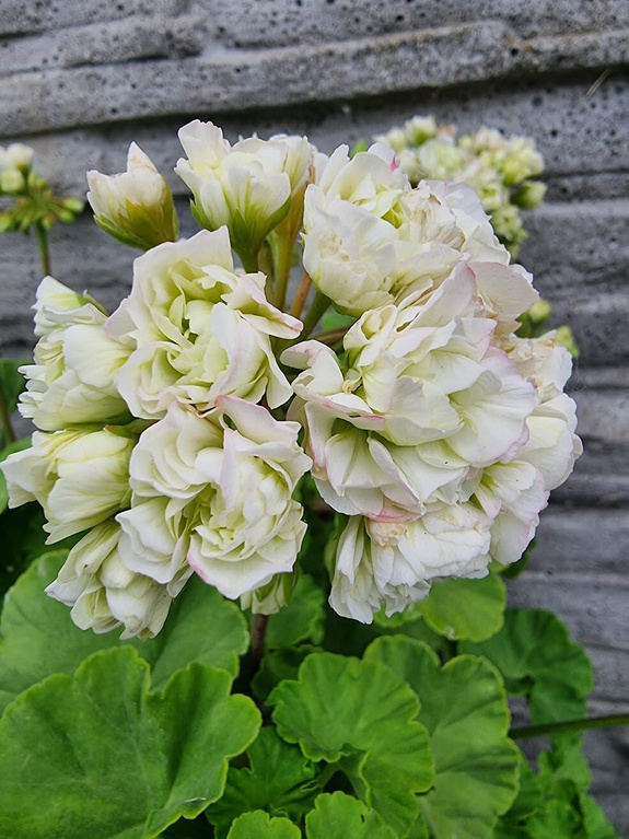 Pelargonia „Rosebud Midori Buke"