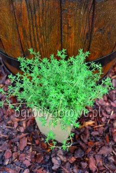 Tymianek prowansalski