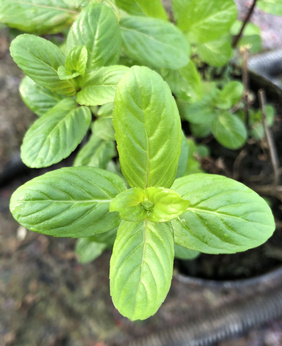 Mięta polna „Chutney”