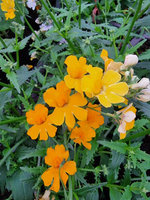 Nemezja „Sunsatia Plus Pomelo"