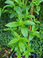 Mięta długolistna zielona Dworakowski