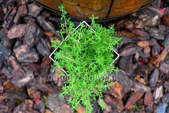 Tymianek pomarańczowy