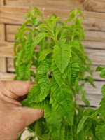 Werbena cytrynowa „Giant Lippia"