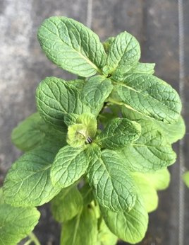 Mięta wonna „Blue Balsam”