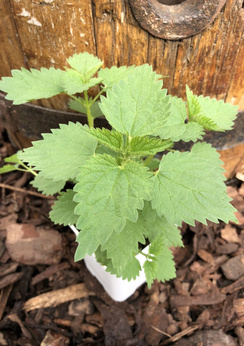 Pokrzywa drobnolistna