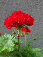 Pelargonia „Rosebud Bornholm"