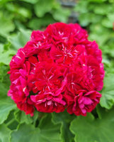 Pelargonia „Rosebud Plum Rambler"