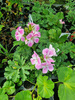 Pelargonia zapachowa „Rose Paton's Unique”