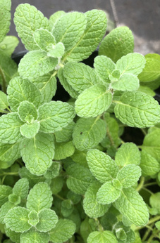 Mięta marokańska „Atlas”