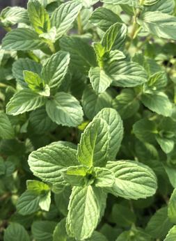 Mięta czeska grejpfrutowa