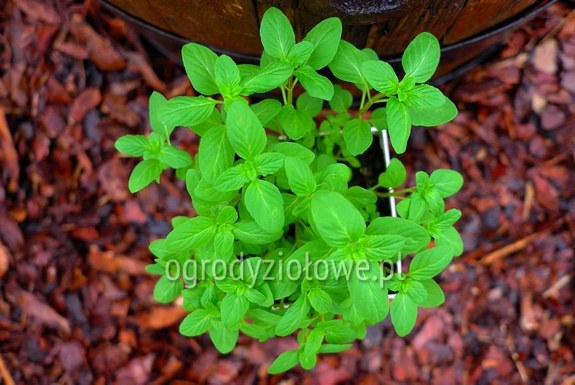 Mięta wietnamska „Hung Cay”