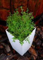 Tymianek pachnący „Marjorie”