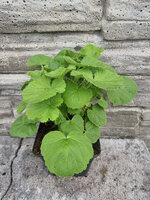 Pelargonia zapachowa „Snowflake”