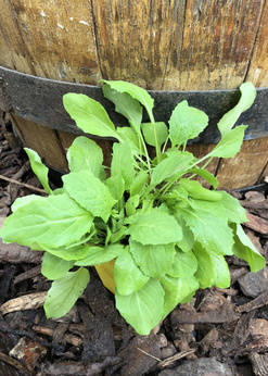 Rukola afgańska wieloletnia