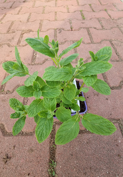 Mięta wonna kamforowa Dewódzki