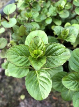 Mięta „Freiburger Münsterplatz”