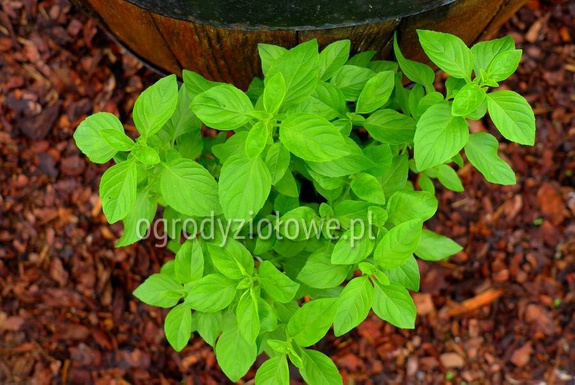 Bazylia egipska wieloletnia