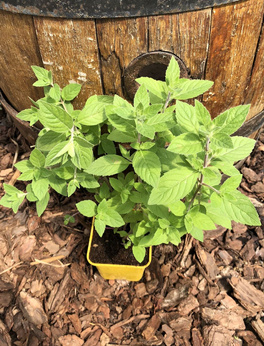 Mięta berlińska piaskowa