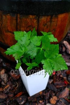 Pietruszka japońska „Mitsuba”